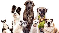 Das Hundehotel