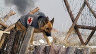 Rin Tin Tin - Ein Held auf Pfoten