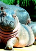 Dieser Hippo ist nicht so happy: Im Tierhorror „Hungry“ sorgt ein Nilpferd für Todesangst