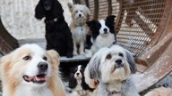 Pudsey the Dog: The Movie