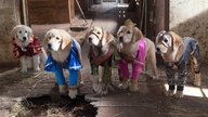Super Buddies