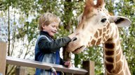 Mein Freund, die Giraffe