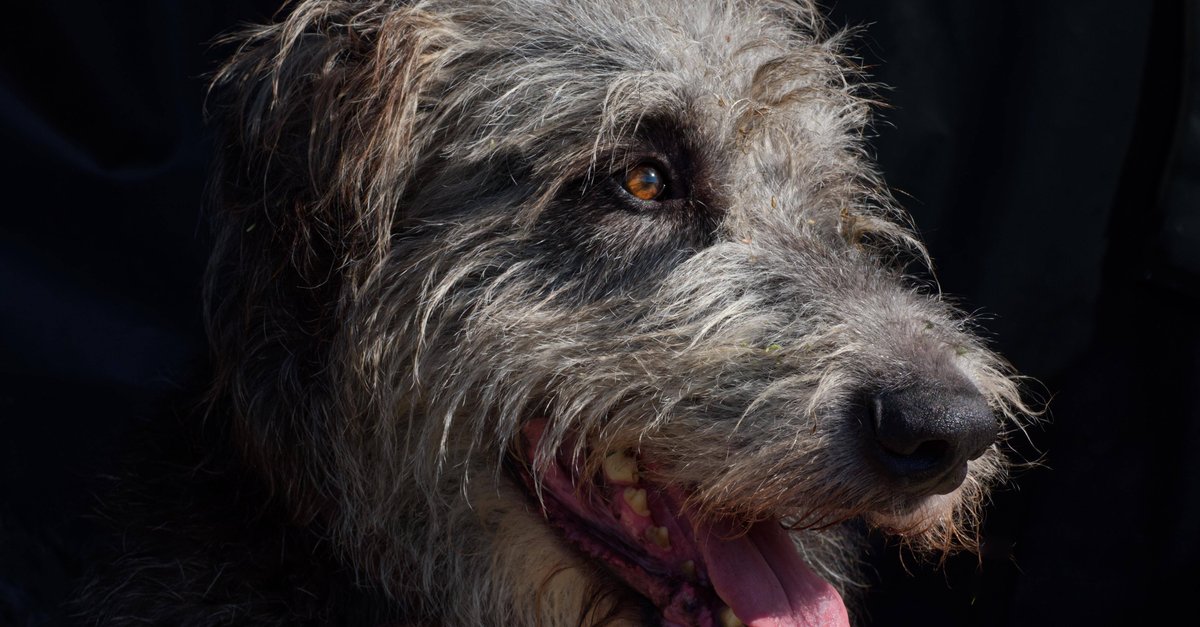Hat Barbara Salesch wirklich einen Hund?