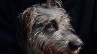 Der wahre Star in ihrem größten TV-Fall: Hat Barbara Salesch wirklich einen Hund?