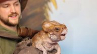 „Jurassic World 4“ ehrt mit Dolores die „echten“ Dinosaurier aus „Jurassic Park“: So wurde der süße Baby-Dino zum Leben erweckt
